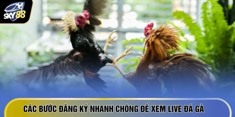 Các bước đăng ký nhanh chóng để xem live đá gà