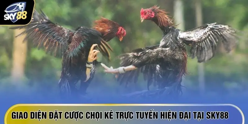 Giao diện đặt cược chọi kê trực tuyến hiện đại tại SKY88