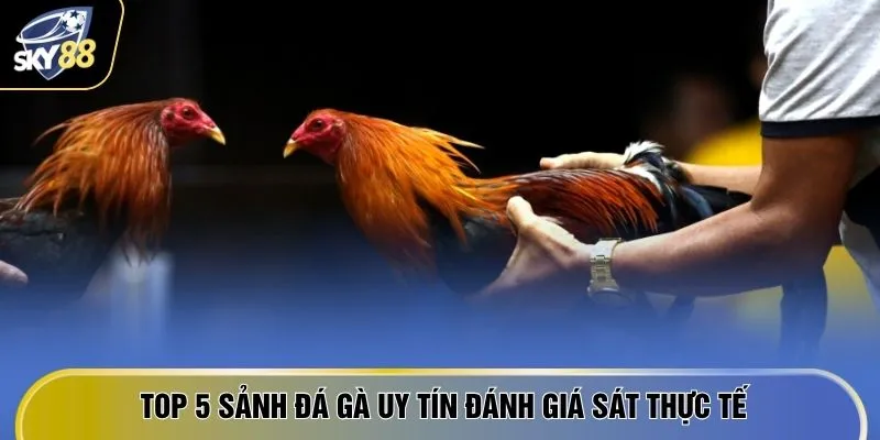 Top 5 sảnh đá gà uy tín đánh giá sát thực tế