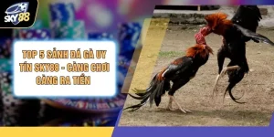 Top 5 Sảnh Đá Gà Uy Tín SKY88 - Càng Chơi Càng Ra Tiền 