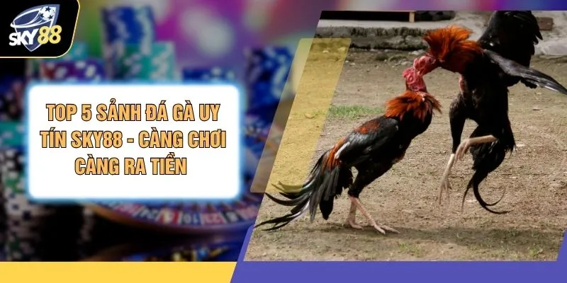 Top 5 Sảnh Đá Gà Uy Tín SKY88 - Càng Chơi Càng Ra Tiền 