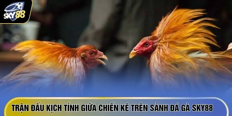 Trận đấu kịch tính giữa chiến kê trên sảnh đá gà SKY88